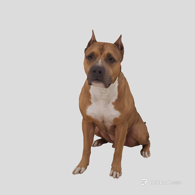 Calm Brown And White Dog Sitting On Gray Background Looking Alert 3d model 