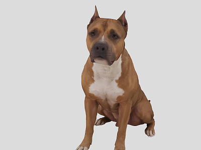 Calm Brown And White Dog Sitting On Gray Background Looking Alert 3d model
