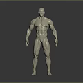 3D Rendered Muscular Human Figure White Anatomical Model Standing Pose