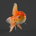 Bright Orange And White Goldfish With Large Round Eyes And Flowing Tail Fins Swimming Gracefully