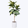 indoor potted plant 3d model