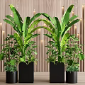 Tall Banana Plant Pots With Small Potted Plants Against Wooden Wall And Light Strips