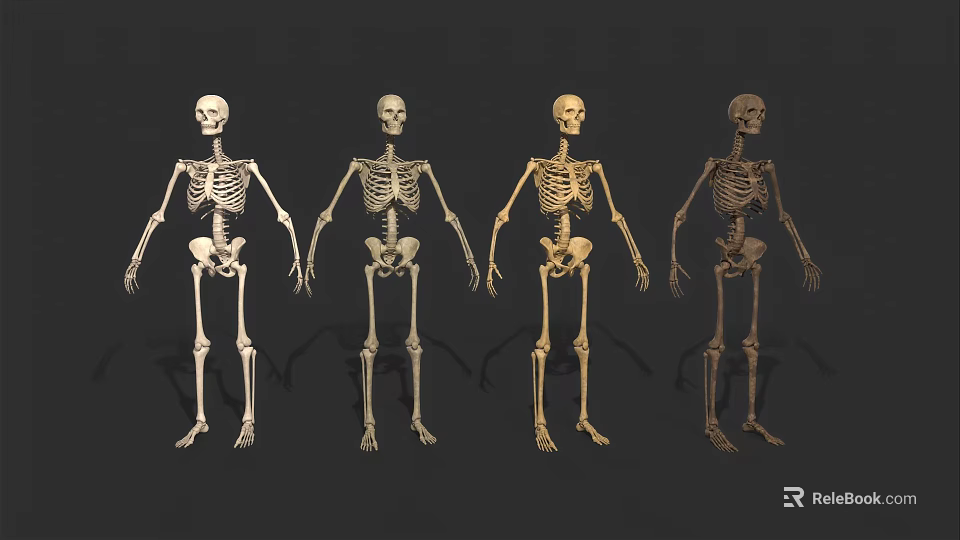 Four Detailed Human Skeletons Arranged For Display On Black Background 3d model 