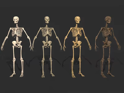 Four Detailed Human Skeletons Arranged For Display On Black Background 3d model