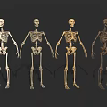 Four Detailed Human Skeletons Arranged For Display On Black Background