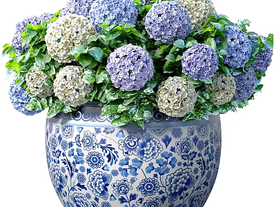 Elegant Potted Hydrangea Plant With Blue And White Patterned Pot And Purple White Green Leaves 3d model
