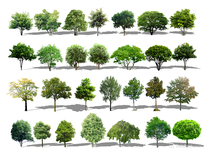 Diverse Collection of Deciduous and Evergreen Trees with Various Foliage Shapes 3d model 