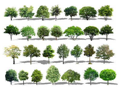 Diverse Collection of Deciduous and Evergreen Trees with Various Foliage Shapes 3d model