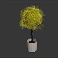 Spherical Green Leafy Plant in White Cylindrical Pot on Dark Background