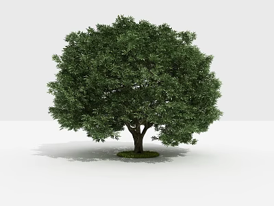 Lush Green Tree with Dense Foliage Strong Trunk and Shadow on White Ground 3d model