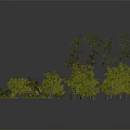 Diverse Plants Including Palm Trees Pine Trees Shrubs and Green Foliage on Black Background