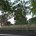 Municipal Road Green Landscape Design With Lush Trees Shrubs And Ornamental Plants