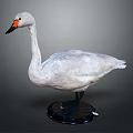 White Swan Taxidermy With Orange Beak Black Feet And Black Base