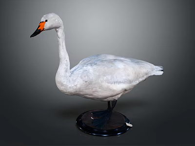 White Swan Taxidermy With Orange Beak Black Feet And Black Base 3d model