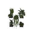 Indoor Potted Plants With Various Leafy Green And Hanging Vines On Wall Mounted Shelves