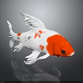 Red and White Goldfish with Transparent Fins Red Spots Isolated on Dark Background with Reflection