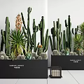 Botanical Plant Combination Featuring Cacti Yucca And Succulents In Black Planters With Labels