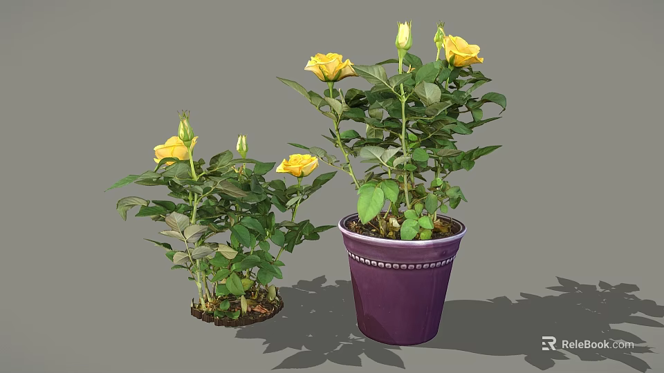 Blooming Potted Yellow Rose Plants With Green Leaves In Purple Pot 3d model 