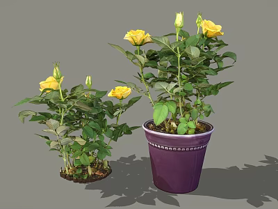 Blooming Potted Yellow Rose Plants With Green Leaves In Purple Pot 3d model