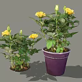 Blooming Potted Yellow Rose Plants With Green Leaves In Purple Pot