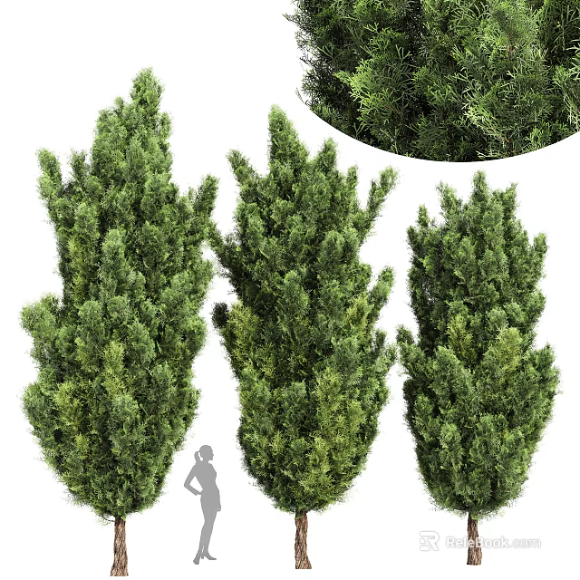 Three Lush Evergreen Trees With Tall Dense Foliage In Garden Landscape Design 3d model 