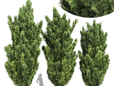 Three Lush Evergreen Trees With Tall Dense Foliage In Garden Landscape Design 3d model