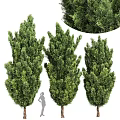 Three Lush Evergreen Trees With Tall Dense Foliage In Garden Landscape Design