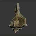Natural Conch Shell Decorative Ornament Set with Textured Surface for Home Decoration