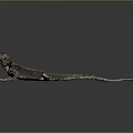 Detailed Lizard With Textured Body And Long Tail On Dark Reflective Surface 3d model