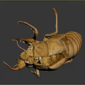 Natural Detailed Yellow Cicada Exuvia Structure With Transparent Wings And Legs