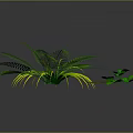 Three Different Green Plants With Slender Yellow Edged Leaves Feathery Fronds And Small Green Leaflets