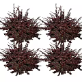 Bushy Deep Red Leaf Shrubs For Garden Landscaping And Decoration