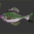 Aquatic Animal Green Fish With Green Scales And White Belly On Gray Background With Reflection