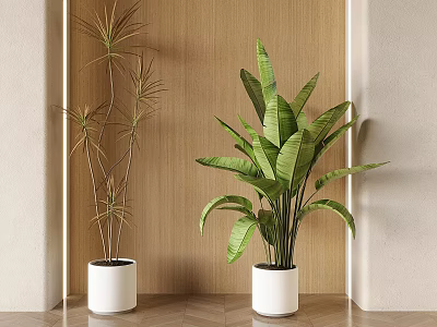 Indoor Potted Plants With Large Green Leaves In White Planters Against Wooden Wall Background 3d model