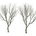 Tree Pit With Two Leafless Trees Showing Bare Trunks And Branches