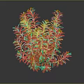 Green Plant With Slender Green Leaves And Pink Flowers On Gray Background