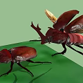 Red Horned Flying Beetles with Spread Wings and One on Green Surface