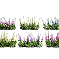 Colorful Flowering Plants in Purple Blue Yellow Pink with Green Leaves