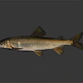 Golden Brown Fish With Sleek Body Fins And Tail Showing Reflection On Gray Background