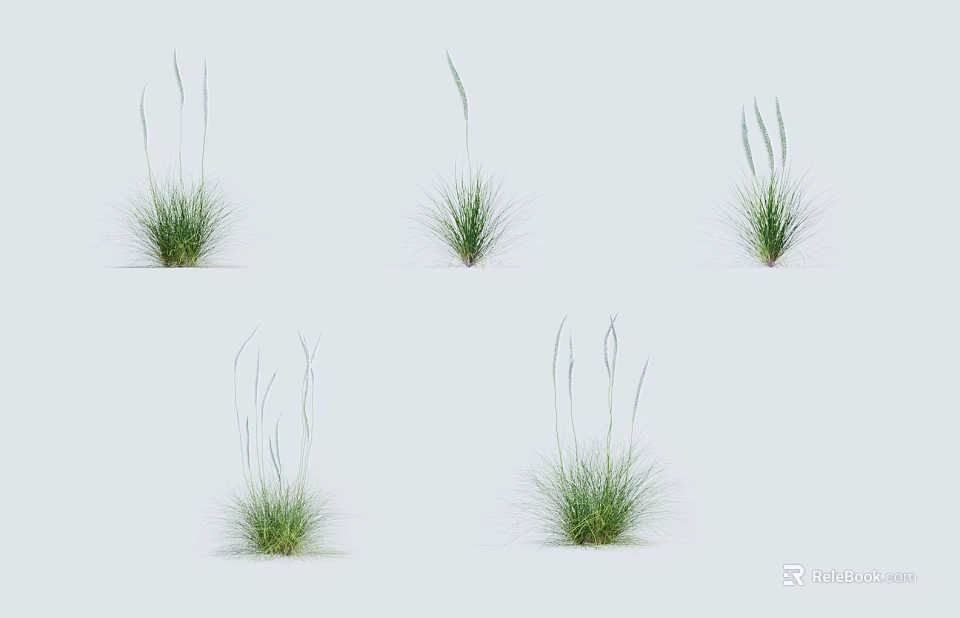 Green Natural Grass Plants With Various Growth Forms And Slender Green Stems 3d model 
