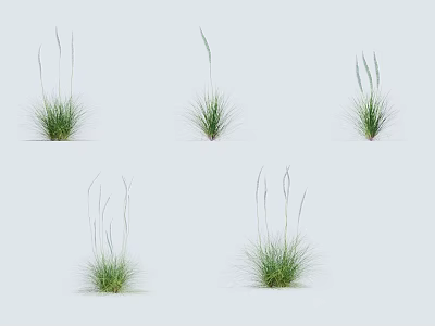 Green Natural Grass Plants With Various Growth Forms And Slender Green Stems 3d model
