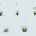 Green Natural Grass Plants With Various Growth Forms And Slender Green Stems