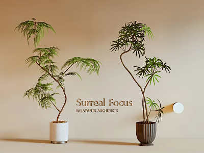 Two Bonsai Potted Plants With White And Dark Pots For Indoor Decoration 3d model