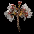 White Cherry Blossoms With Blooming Flowers And Pink Buds On Black Background