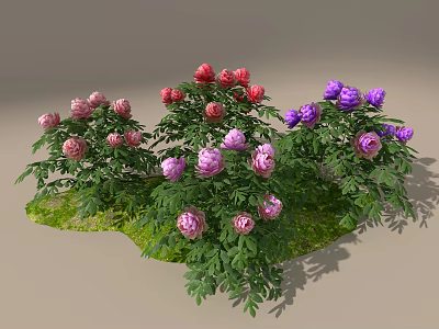 Colorful Peonies With Pink Red Purple Blooms And Green Leaves In Garden 3d model