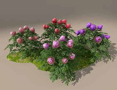 Colorful Peonies With Pink Red Purple Blooms And Green Leaves In Garden 3d model