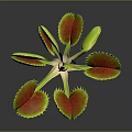 Venus Flytrap Household Plant With Green Leaves Red Interior And Pest Control Function