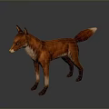 Realistic 3D Red Fox Model With White Chest Standing On Gray Background 3d model