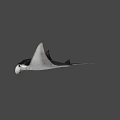 Black Manta Ray With Large Pectoral Fins And Shadow On White Background