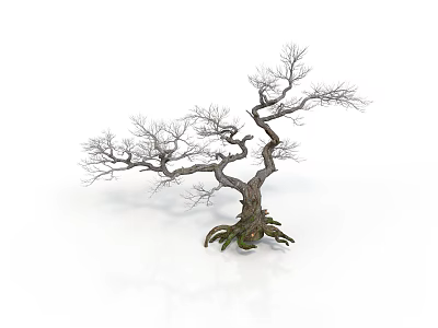 Leafless Tree With Twisted Trunk And Exposed Roots On White Background 3d model